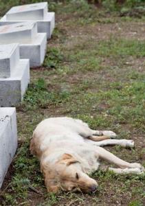 在《神犬奇兵》里拉布拉多猎犬饰演巴伊的角色剧照