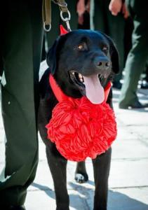 在《神犬奇兵》里拉布拉多猎犬饰演滔滔的角色剧照