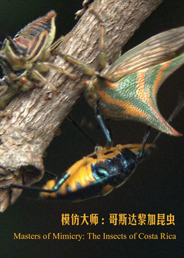 模仿大师哥斯达黎加昆虫