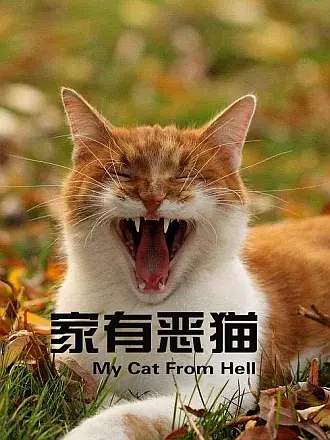 家有恶猫