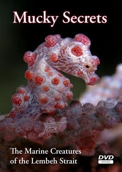 海底沉积猎奇:蓝碧海峡的海洋生物