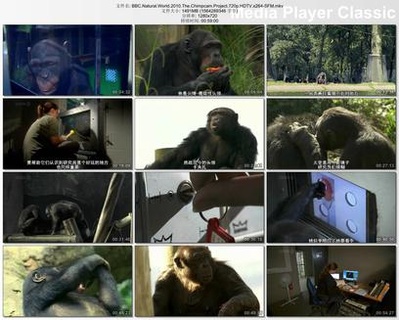 BBC 自然世界 猩猩摄影计划