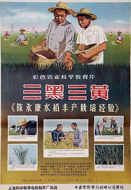 三黑三黄陈永康水稻丰产栽培经验