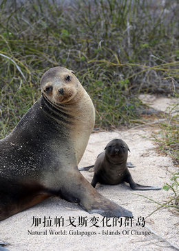 加拉帕戈斯变化的群岛