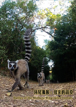 环尾狐猴母亲的战役