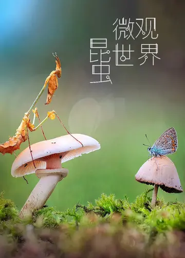 昆虫微观世界