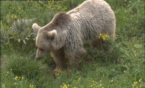 人与棕熊:无尽的冲突