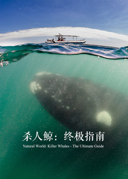杀人鲸终极揭秘