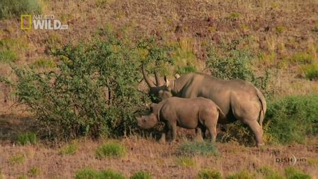 国家地理之动物杀手:沙漠草原篇