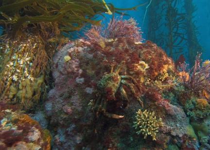 国家地理探索者加尼福利亚大索尔海岸线