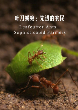叶刀蚂蚁先进的农民