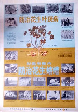 防治花生叶斑病