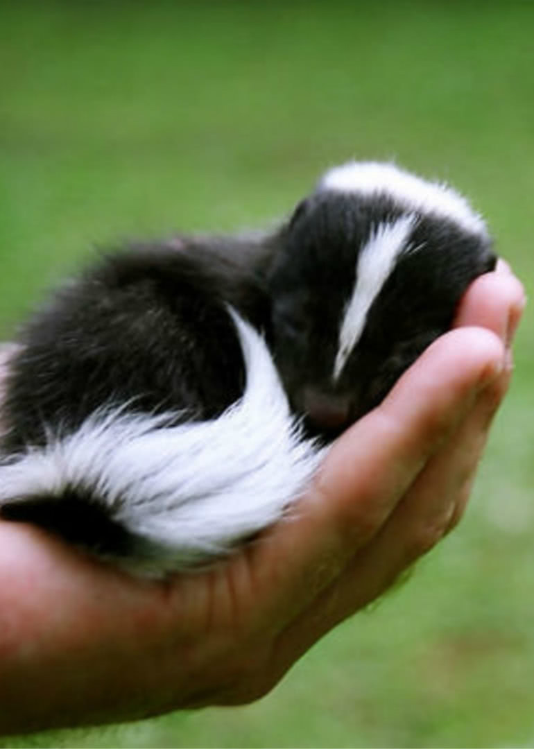 超迷你动物第二季