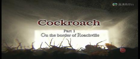 蟑螂世界cockroach