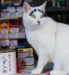 纪实72小时 传说中的赐福猫与商业街