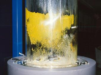 真正粘菌の生活史