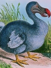 渡渡鸟生存指南