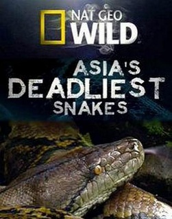 asia'sdeadliestsnakes