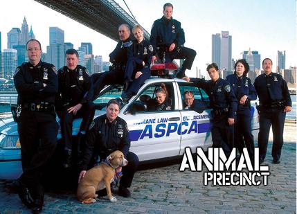 纽约动物特区:养猫人家