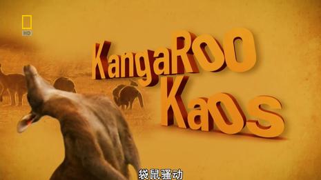 国家地理 袋鼠骚动