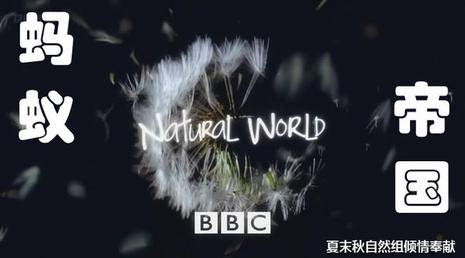 BBC 自然世界:沙漠蚂蚁帝国