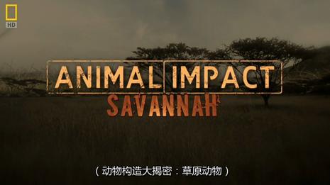 国家地理 动物构造大揭秘 草原动物