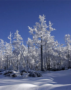 纪录片兴安岭上