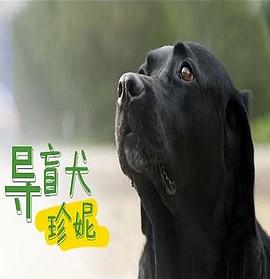 导盲犬珍妮