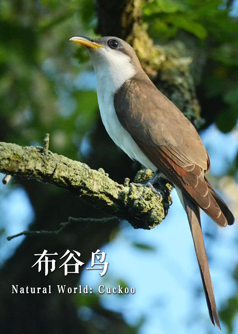 布谷鸟