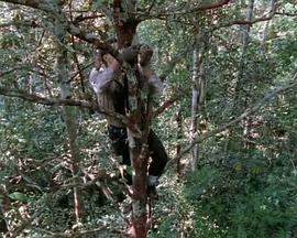 国家地理:雨林顶探险家